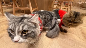 猫カフェモカ　イオンモール羽生店に投稿された画像（2025/3/25）