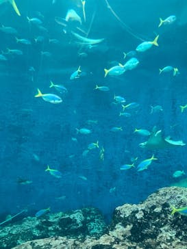 鴨川シーワールドに投稿された画像（2025/3/25）