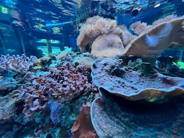 鴨川シーワールドに投稿された画像（2025/3/25）