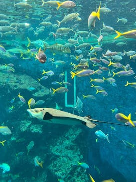 鴨川シーワールドに投稿された画像（2025/3/25）