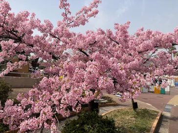 ひらかたパークに投稿された画像（2025/3/25）