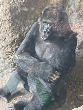 恩賜上野動物園に投稿された画像（2025/3/25）