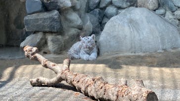 東武動物公園に投稿された画像（2025/3/25）