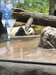 恩賜上野動物園に投稿された画像（2025/3/25）