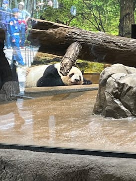 恩賜上野動物園に投稿された画像（2025/3/25）