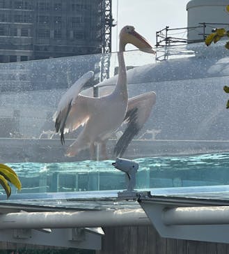 サンシャイン水族館に投稿された画像（2025/3/25）