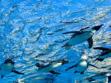 サンシャイン水族館に投稿された画像（2025/3/25）