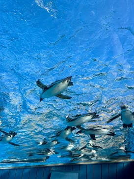 サンシャイン水族館に投稿された画像（2025/3/25）