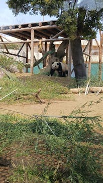 恩賜上野動物園に投稿された画像（2025/3/25）