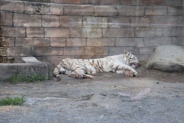 東武動物公園に投稿された画像（2025/3/25）