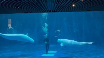 島根県立 しまね海洋館に投稿された画像（2025/3/25）