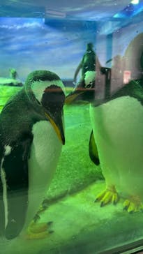 島根県立 しまね海洋館に投稿された画像（2025/3/25）