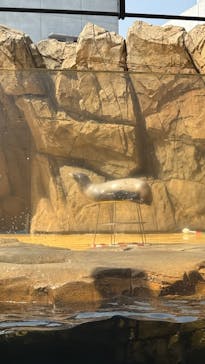 島根県立 しまね海洋館に投稿された画像（2025/3/25）