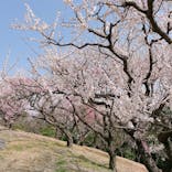 名古屋市東山動植物園に投稿された画像（2025/3/25）