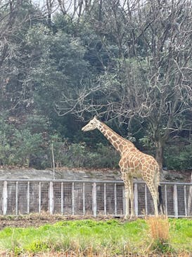 名古屋市東山動植物園に投稿された画像（2025/3/25）