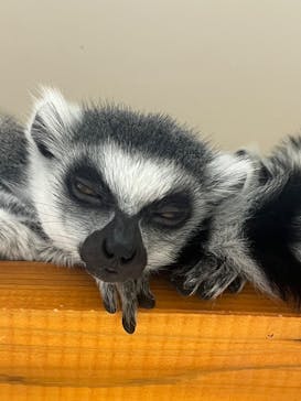 アニタッチ 東京ドームシティに投稿された画像（2025/3/25）