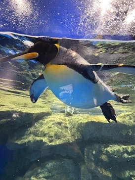 マクセル アクアパーク品川に投稿された画像（2025/3/25）