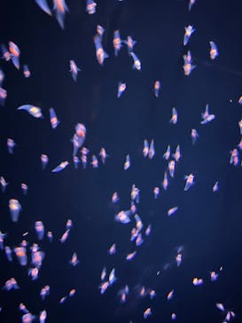 環境水族館アクアマリンふくしまに投稿された画像（2025/3/25）