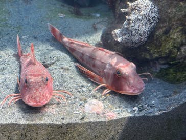 環境水族館アクアマリンふくしまに投稿された画像（2025/3/25）