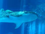 沖縄美ら海水族館に投稿された画像（2025/3/25）