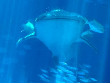 沖縄美ら海水族館に投稿された画像（2025/3/25）