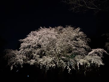 六義園に投稿された画像（2025/3/25）