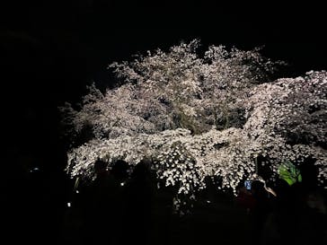 六義園に投稿された画像（2025/3/25）