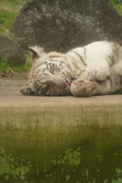 伊豆アニマルキングダムに投稿された画像（2025/3/25）