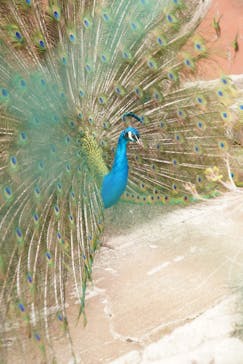 伊豆アニマルキングダムに投稿された画像（2025/3/25）