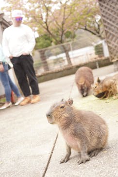 伊豆アニマルキングダムに投稿された画像（2025/3/25）