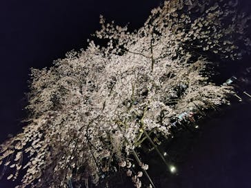 六義園に投稿された画像（2025/3/25）