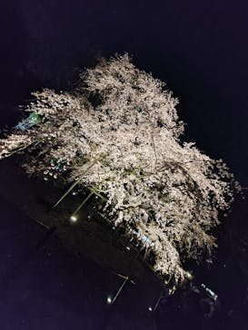 六義園に投稿された画像（2025/3/25）