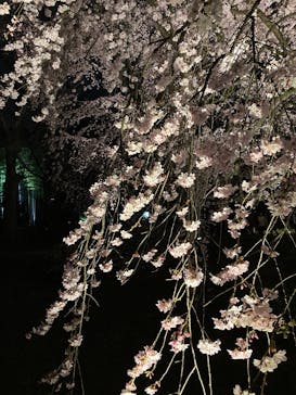 六義園に投稿された画像（2025/3/25）