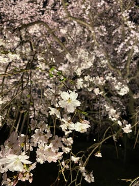 六義園に投稿された画像（2025/3/25）