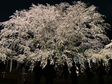 六義園に投稿された画像（2025/3/25）