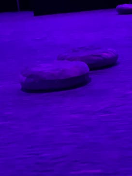 「モネ＆フレンズ・アライブ」神戸展に投稿された画像（2025/3/25）