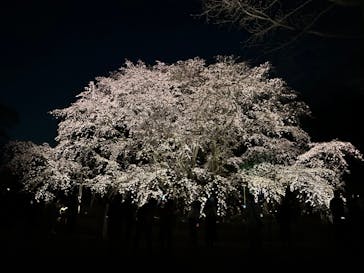 六義園に投稿された画像（2025/3/25）