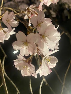 六義園に投稿された画像（2025/3/25）