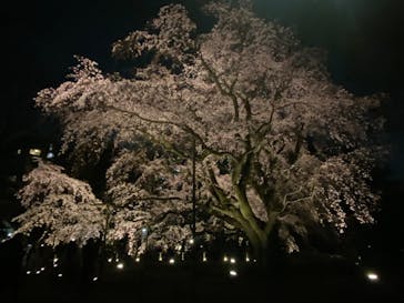 六義園に投稿された画像（2025/3/25）