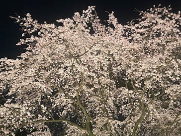 六義園に投稿された画像（2025/3/25）