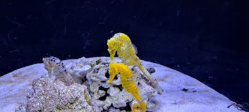 マクセル アクアパーク品川に投稿された画像（2025/3/25）