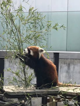 名古屋市東山動植物園に投稿された画像（2025/3/25）