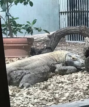 名古屋市東山動植物園に投稿された画像（2025/3/25）