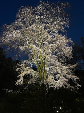 六義園に投稿された画像（2025/3/25）
