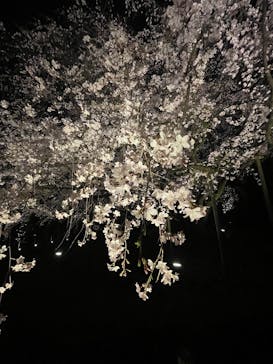 六義園に投稿された画像（2025/3/25）