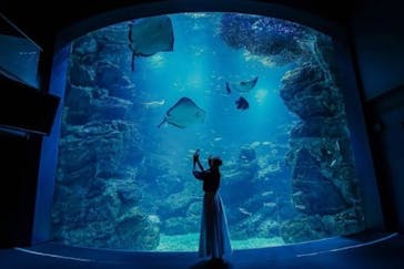 京都鉄道博物館×京都水族館に投稿された画像（2025/3/25）