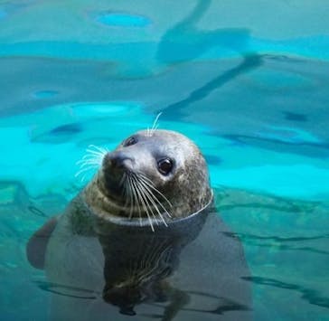 京都鉄道博物館×京都水族館に投稿された画像（2025/3/25）