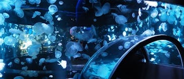 京都鉄道博物館×京都水族館に投稿された画像（2025/3/25）