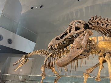 福井県立恐竜博物館に投稿された画像（2025/3/26）