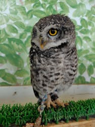 Moff animal world BIGHOPガーデンモール印西店に投稿された画像（2025/3/26）